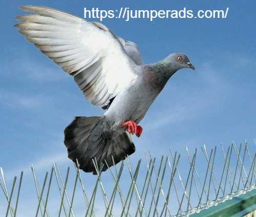 شركة تركيب طارد الحمام بالدمام