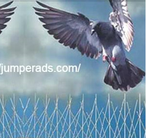 شركة تركيب طارد الحمام بينبع