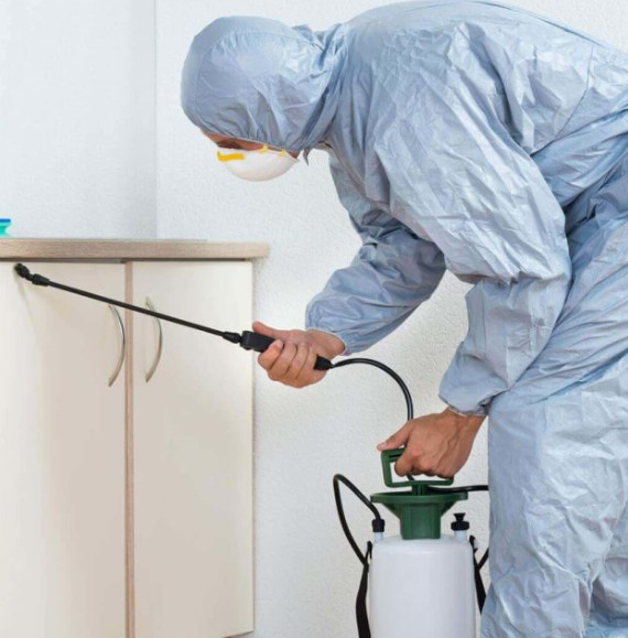 شركة مكافحة الفئران بالرياض