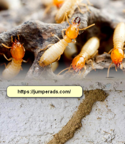شركة مكافحة النمل الابيض بجدة